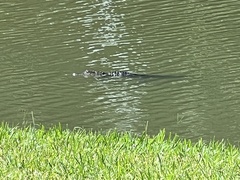 Alligator mississippiensis