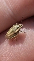 Aelia acuminata
