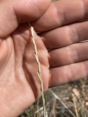 Thinopyrum intermedium