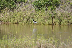 Himantopus mexicanus knudseni