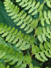 Microlepia nepalensis