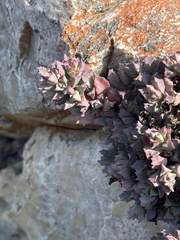 Oscularia deltoides