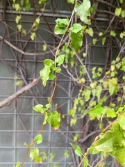 Fallopia baldschuanica