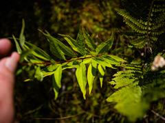 Doellingeria umbellata