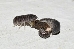 Armadillo officinalis