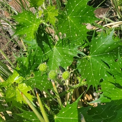 Cnidoscolus angustidens