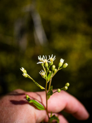 Doellingeria umbellata