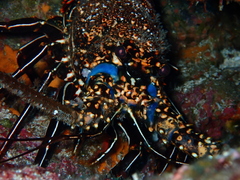 Panulirus penicillatus