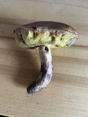 Butyriboletus appendiculatus