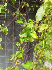 Fallopia baldschuanica