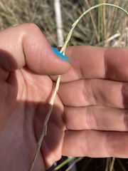 Thinopyrum intermedium