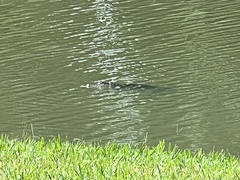 Alligator mississippiensis