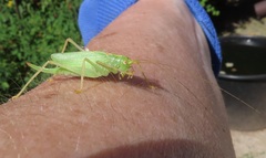 Meconema thalassinum