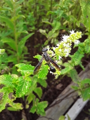 Isodontia
