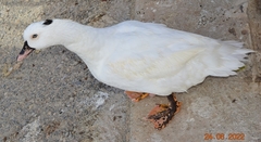 Anas platyrhynchos × Cairina moschata