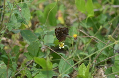 Papilionoidea
