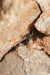 Menemerus semilimbatus