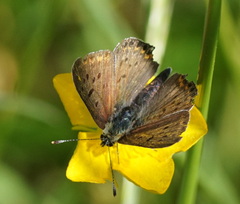 Lycaena tityrus