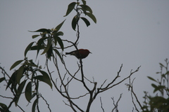 Himatione sanguinea