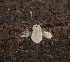 Entomophthoraceae
