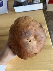 Butyriboletus appendiculatus