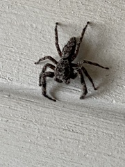 Platycryptus undatus