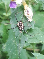 Mitopus morio
