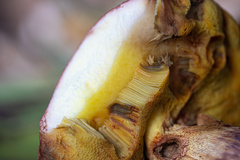 Butyriboletus appendiculatus
