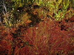 Eriophorum