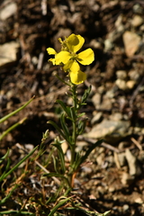 Erysimum