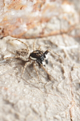 Menemerus semilimbatus