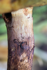 Butyriboletus appendiculatus