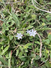 Richardia grandiflora