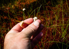 Eriophorum