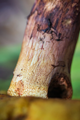 Butyriboletus appendiculatus