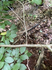 Diapheromera femorata