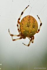 Araneus marmoreus
