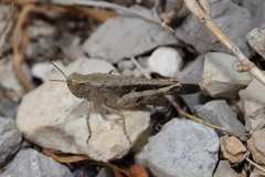 Aiolopus strepens