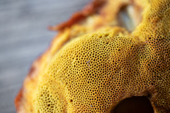 Butyriboletus appendiculatus