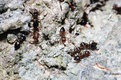 Crematogaster