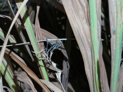 Pholidoptera griseoaptera