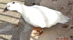 Anas platyrhynchos × Cairina moschata