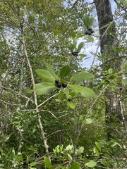 Ilex coriacea