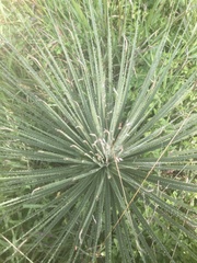 Dasylirion parryanum