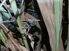 Pholidoptera griseoaptera