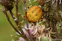 Araneus marmoreus