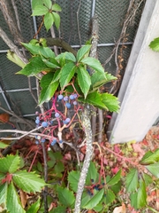 Parthenocissus quinquefolia