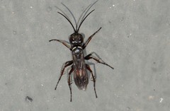 Agenioideus