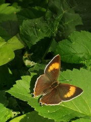 Thecla betulae