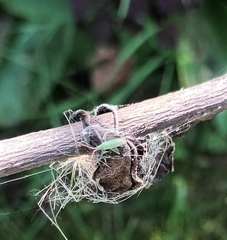 Trigonotylus caelestialium